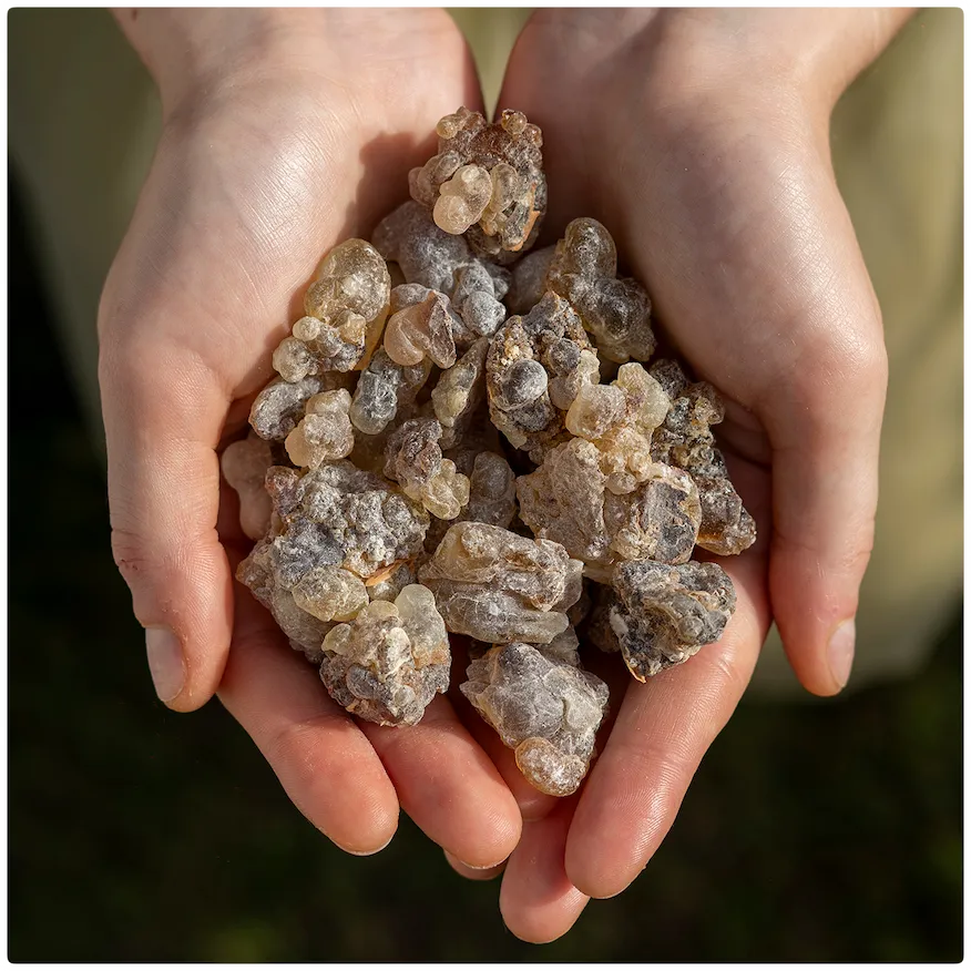 Noir Frankincense
